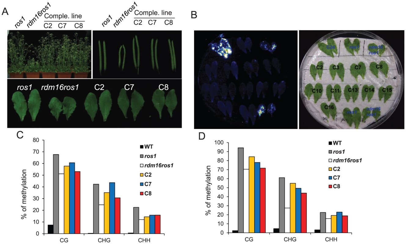 Complementation test for the <i>rdm16ros1</i> mutant.