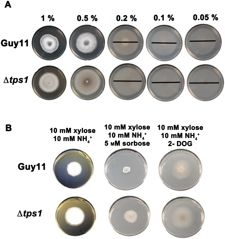 Glucose uptake and phosphorylation is not impaired in Δ<i>tps1</i> strains.