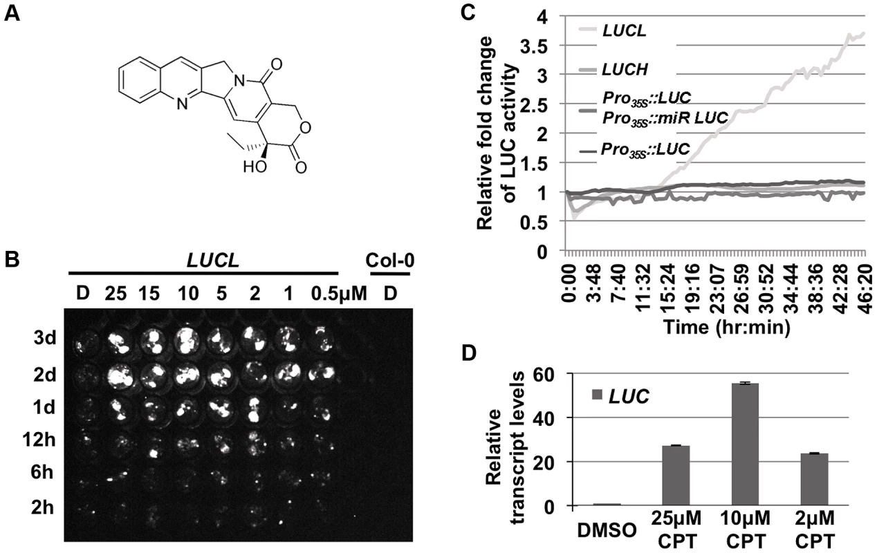 CPT releases LUC activity of <i>LUCL</i>.