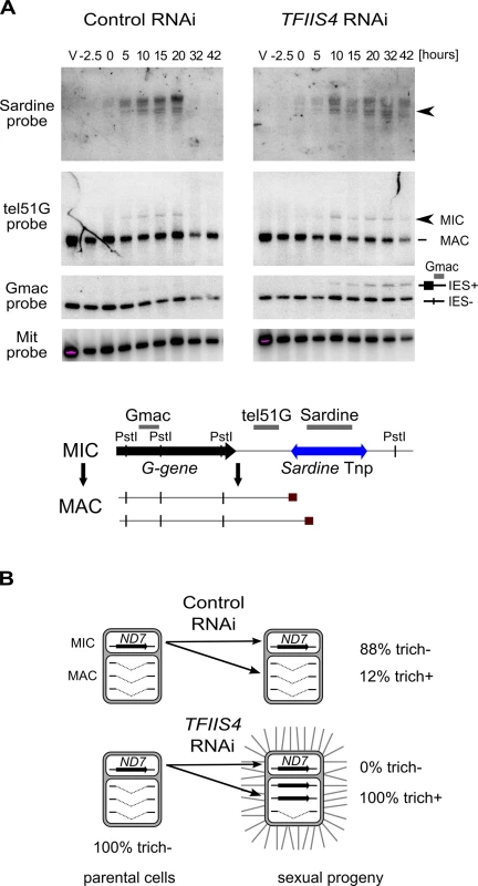 Inhibition of imprecise genome rearrangements in <i>TFIIS4</i>-silenced cells.