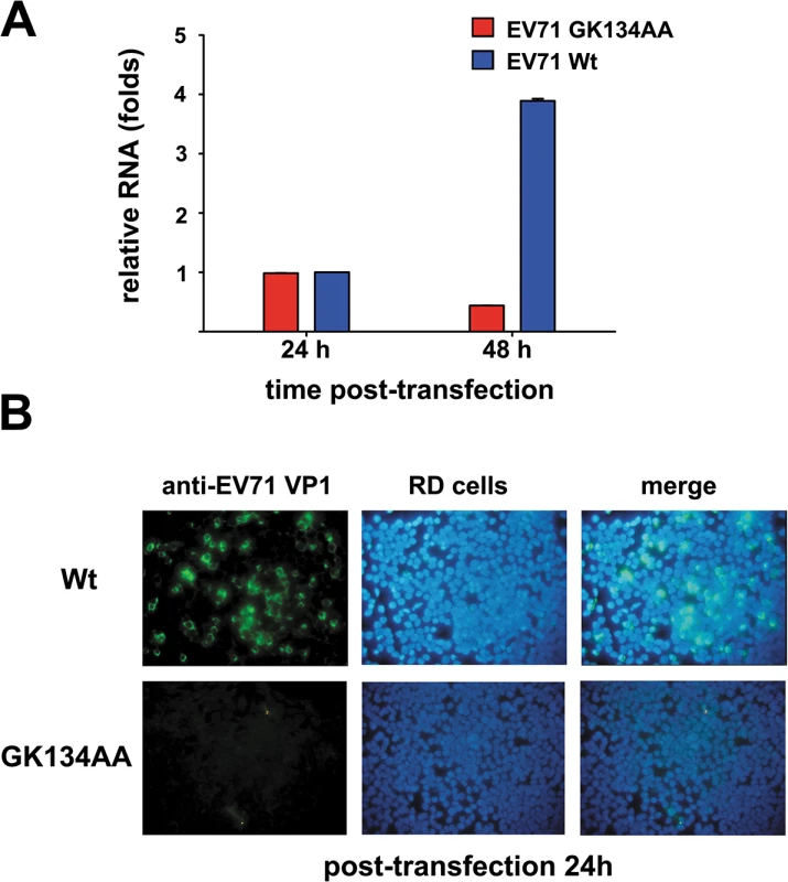Effect of 2C<sup>ATPase</sup> helicase-defective GK134AA mutation on EV71 RNA synthesis and viability.