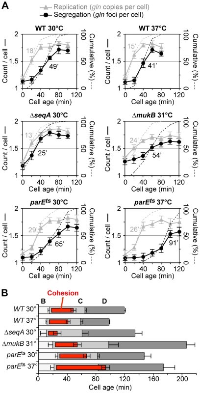 Synchronized cell analysis of Δ<i>seqA</i>, Δ<i>mukB and parE10</i> strains.