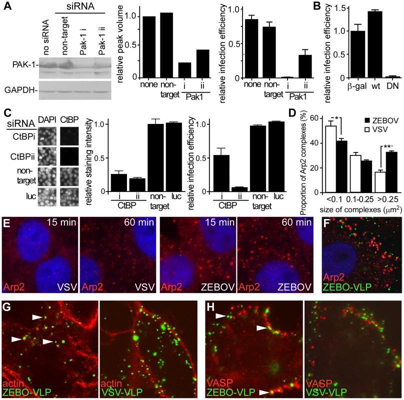 Actin and actin regulatory proteins are important for ZEBOV infection.