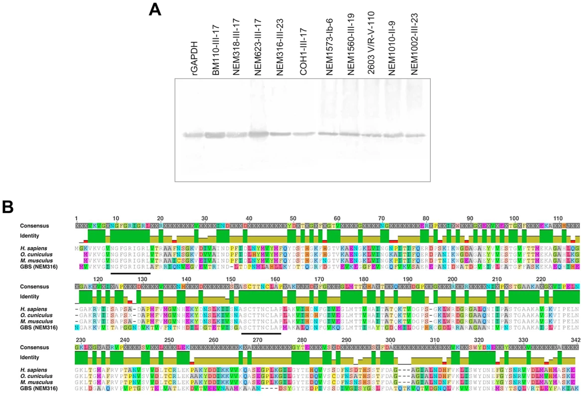 GAPDH is a conserved GBS protein.
