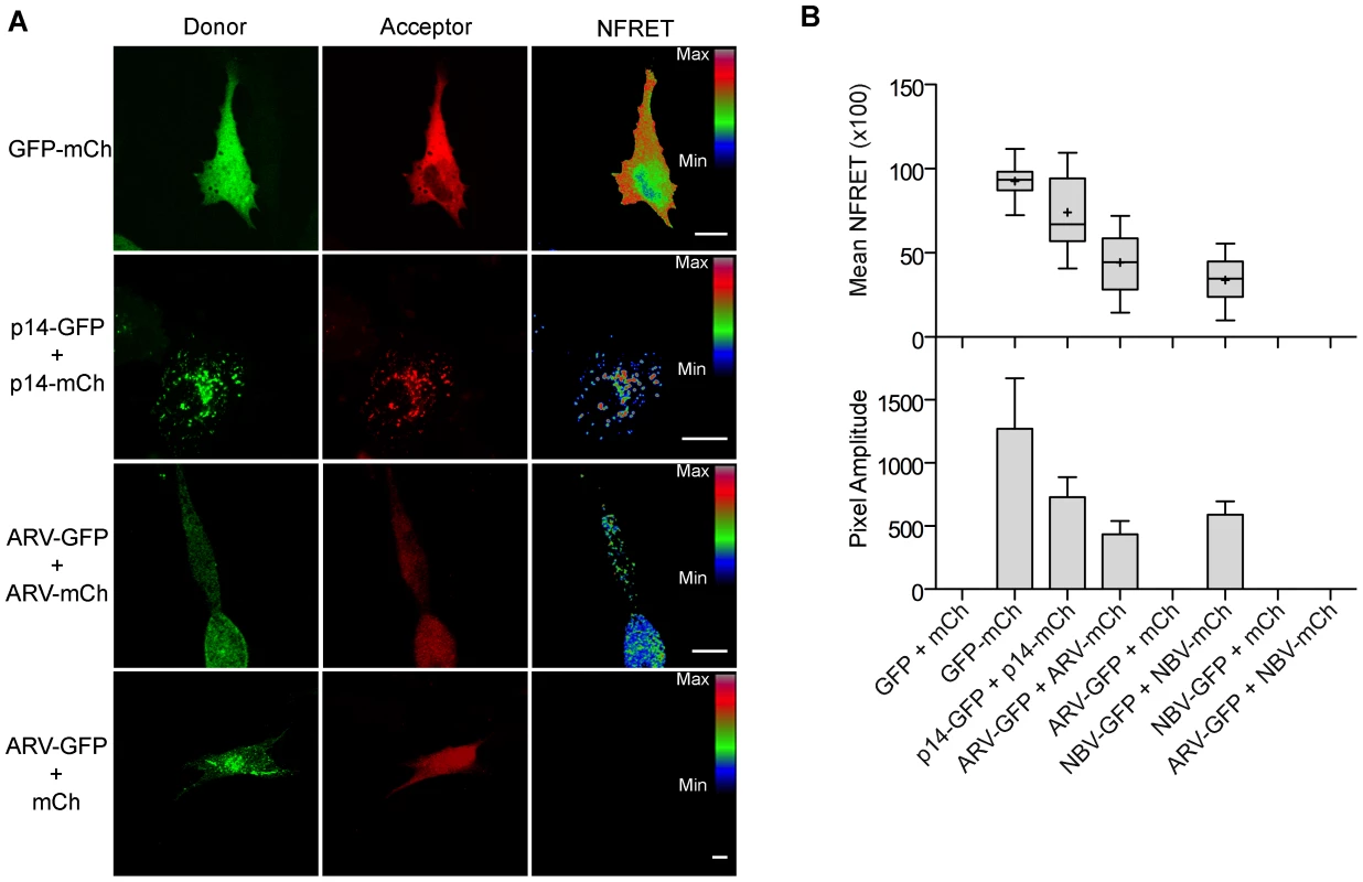 ARV and NBV p10 proteins form homo- but not heteromultimers.