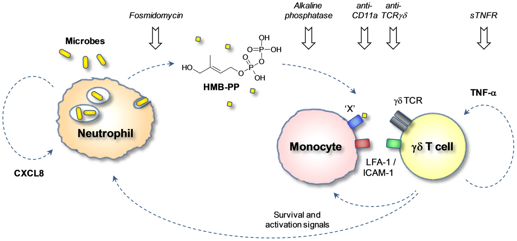 HMB-PP dependent interaction between γδ T cells, neutrophils and monocytes in acute microbial infection.