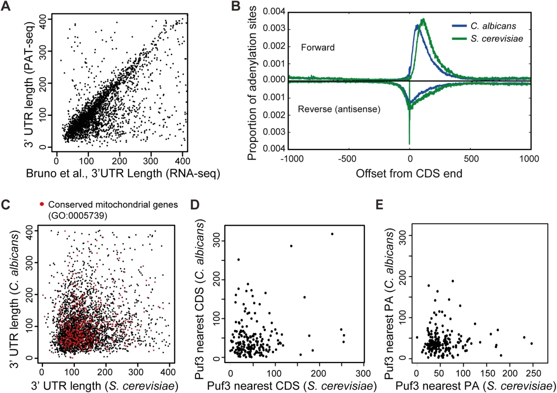 The 3′ UTR landscape of the <i>C</i>. <i>albicans</i> transcriptome.