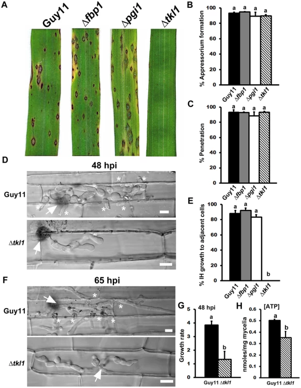 The transketolase-encoding gene <i>TKL1</i> is required for <i>in planta</i> growth.