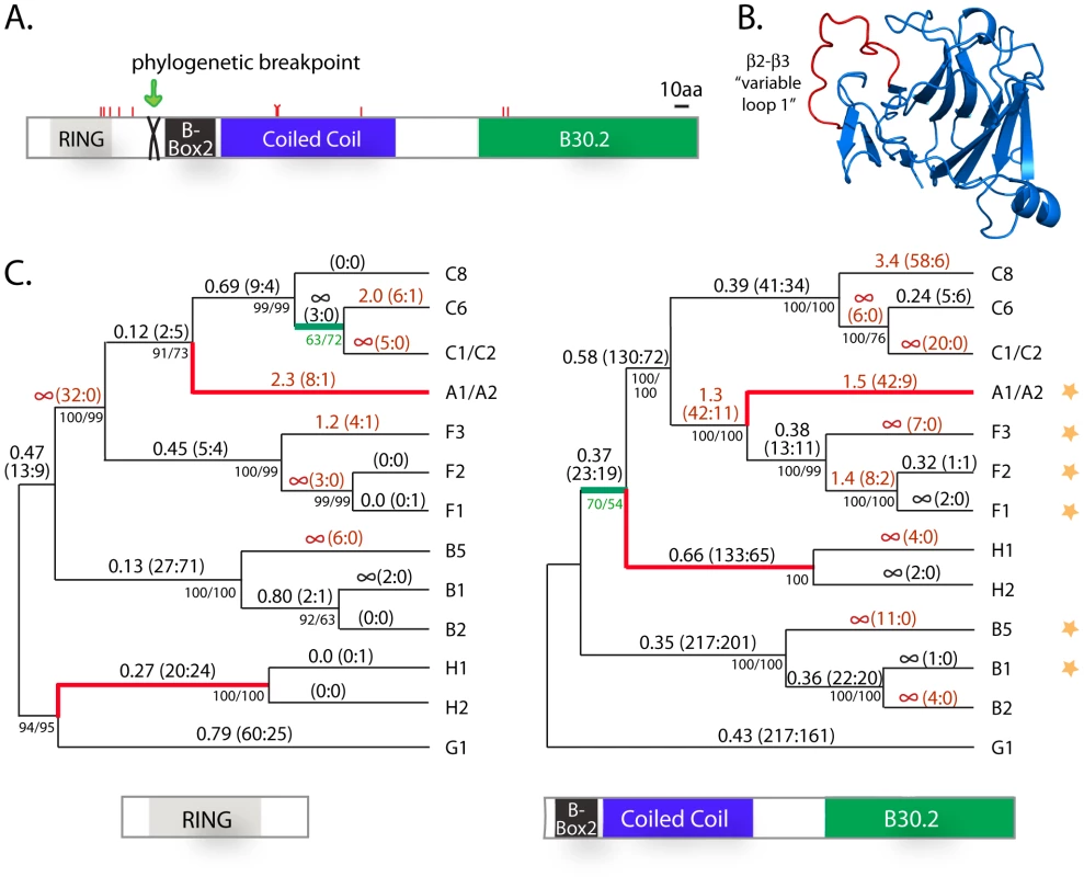 Positive selection has shaped the sequence of the novel <i>TRIM</i> genes on chromosomes 2 and 11.