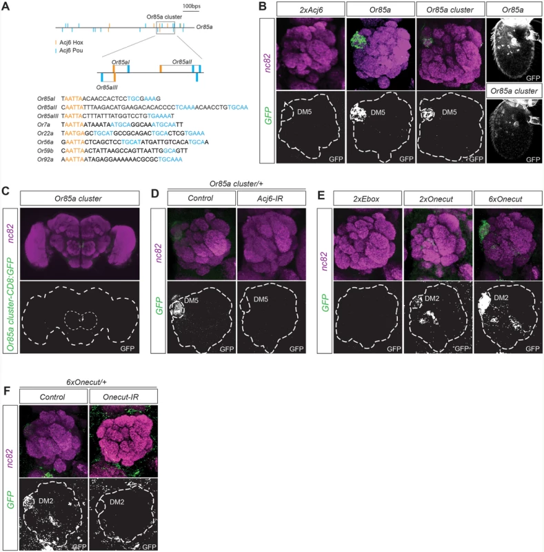 Motif clusters regulate OR class-specific expression.