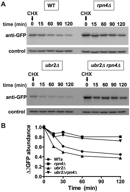 Cells with higher proteasome capacity exhibit increased turnover of unstable proteasome substrates <i>in vivo</i>.