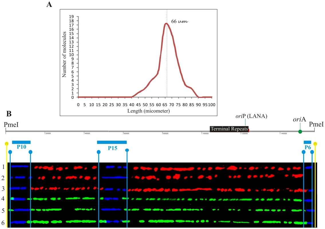 Stretching of DNA molecules on silanized glass slides by capillary force.