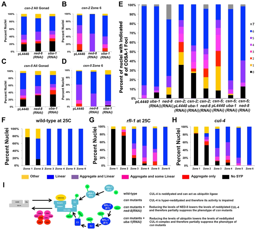 <i>csn</i> mutant genetically interact with the ubiquitination-neddylation pathway in the regulation of SC assembly and recombination.