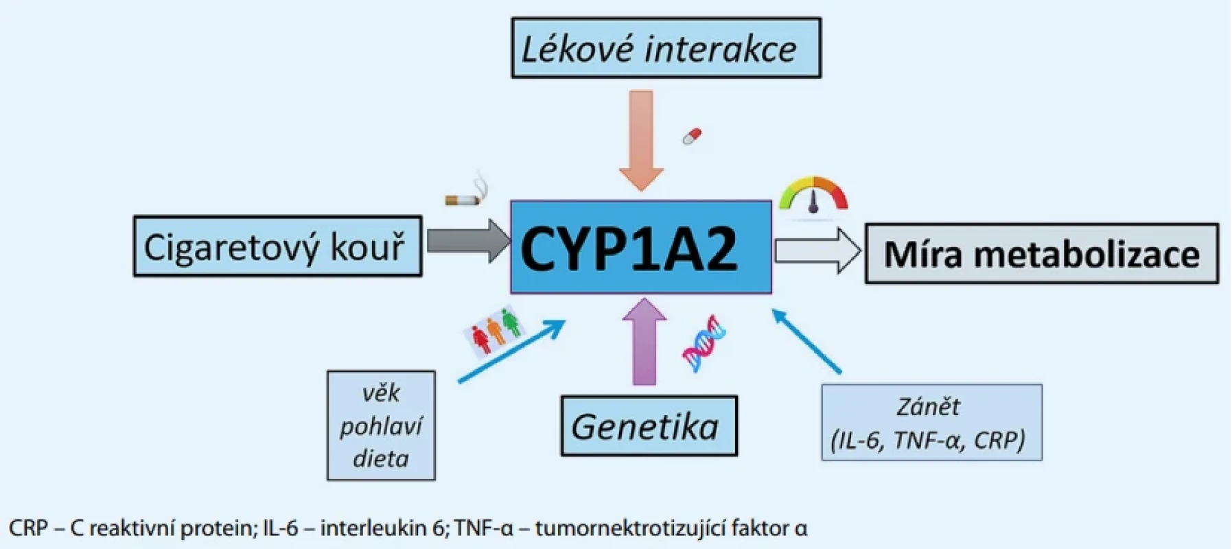 Multifaktoriální ovlivnění aktivity cytochromu CYP450 1A2.