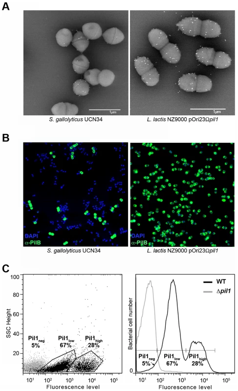 Heterogeneous expression of Pil1 pilus at the <i>Streptococcus gallolyticus</i> UCN34 surface.