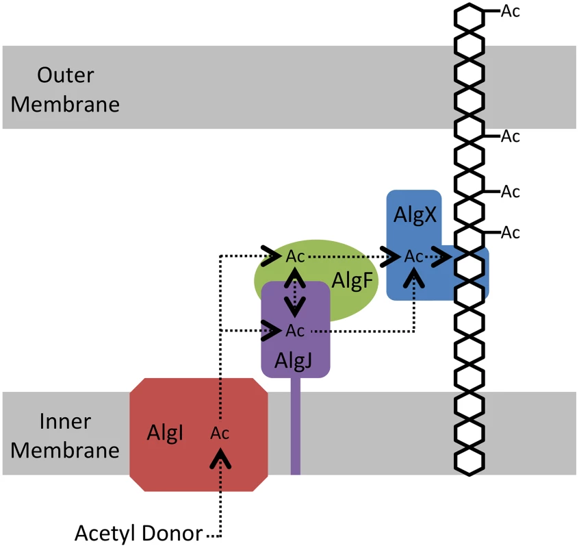Proposed model for the <i>O</i>-acetylation of alginate.