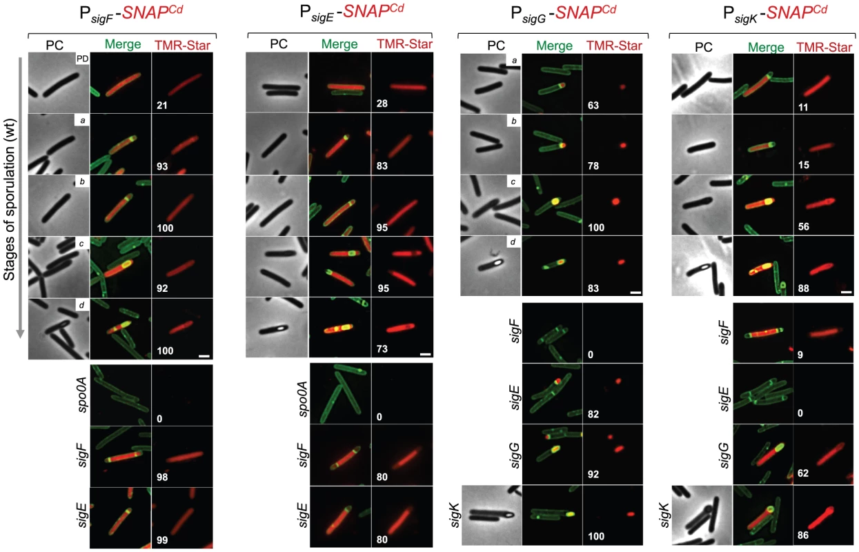Temporal and cell type-specific expression of <i>sigF</i>, <i>sigE</i>, <i>sigG</i> and <i>sigK</i> during sporulation.