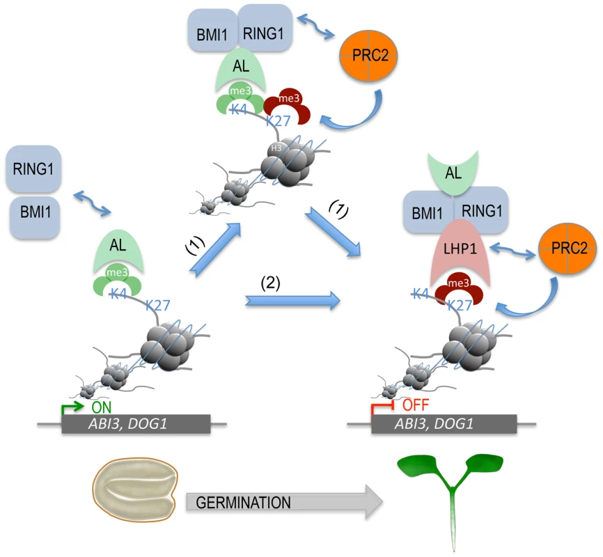 A proposed model for AL PHD-PRC1 complexes in silencing seed developmental genes during seed germination.