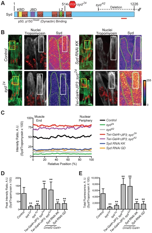 Syd is expressed in muscle tissue.