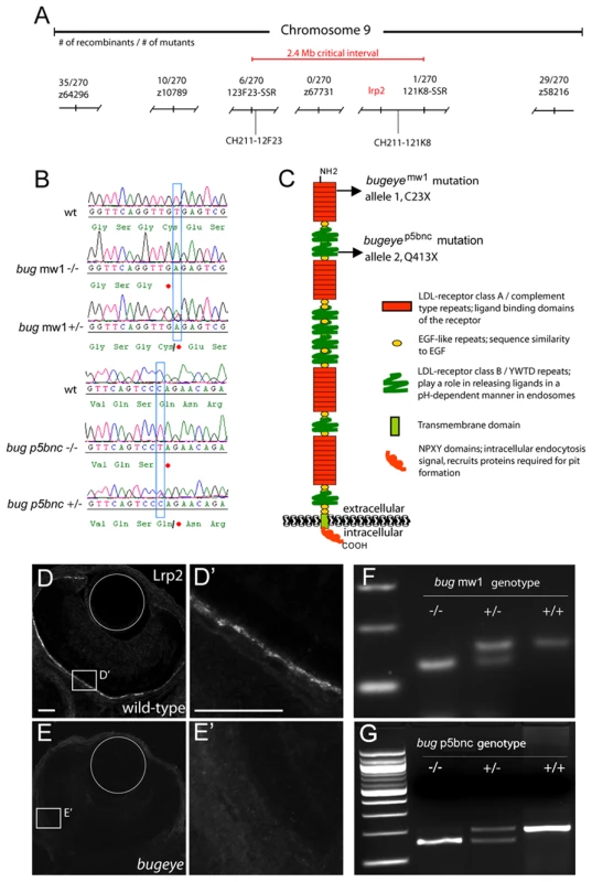 Both <i>bugeye</i><sup>mw1</sup> and <i>bugeye</i><sup>p5bnc</sup> mutants have non-sense mutations in <i>lrp2.</i>
