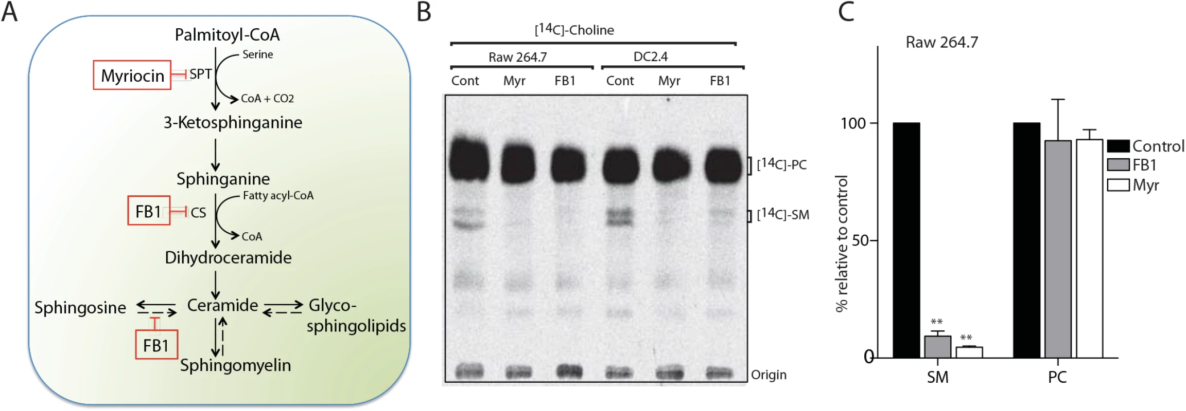 Myriocin and Fumonisin B1 block sphingolipid biosynthesis in RAW macrophages and dendritic cell lines.