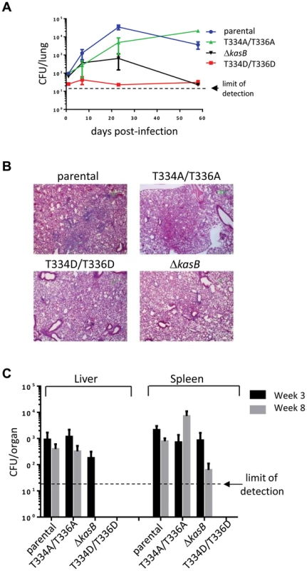 Infection of immunocompetent C57Bl/6 mice with <i>M. tuberculosis kasB</i> isogenic strains. (A) Growth of <i>Mtb kasB</i> strains in the lungs.