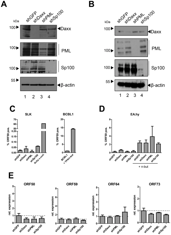 Depletion of ND10 components does not interfere with latency establishment in SLK or EA.hy cells.