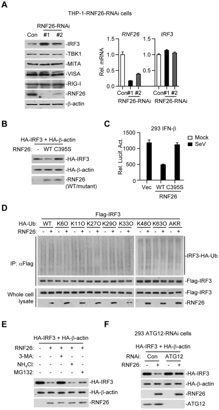 RNF26 regulates IRF3 stability.