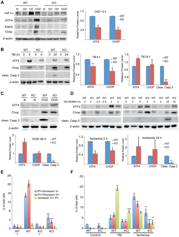 Siah1/2 activation following severe ER stress is required for UPR-induced cell death program.