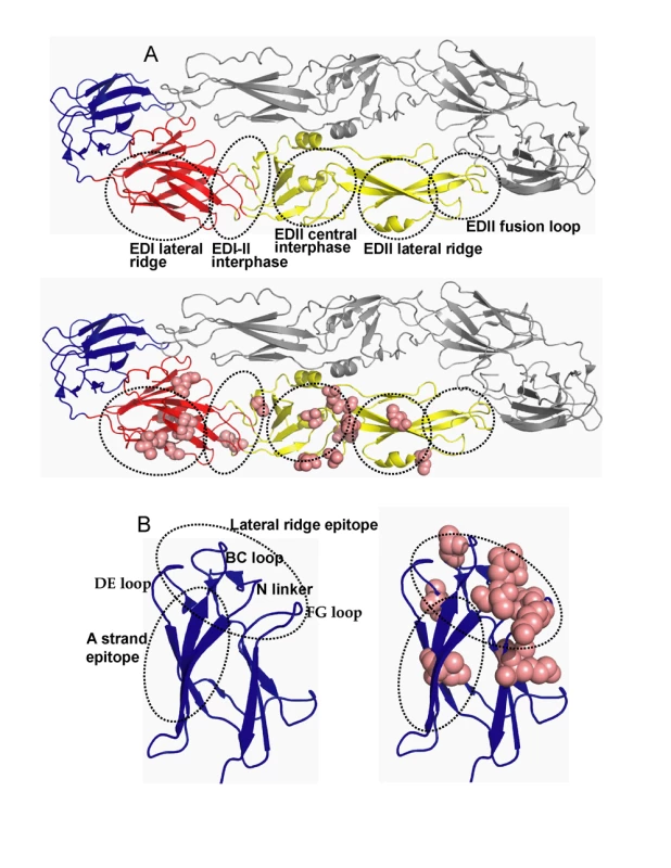 Location of MAb epitopes and informative sites on DENV3 E protein.
