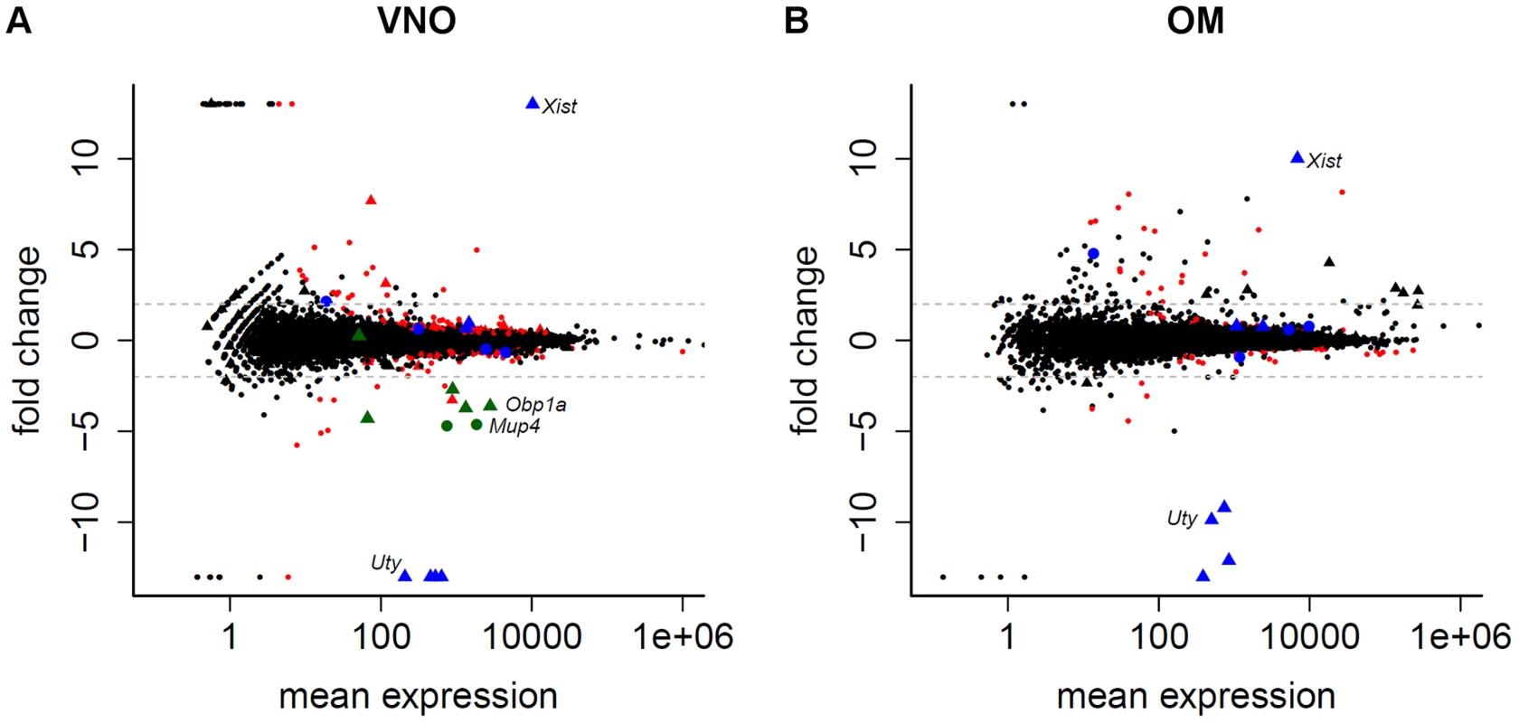 Limited sexual dimorphism in the olfactory system.