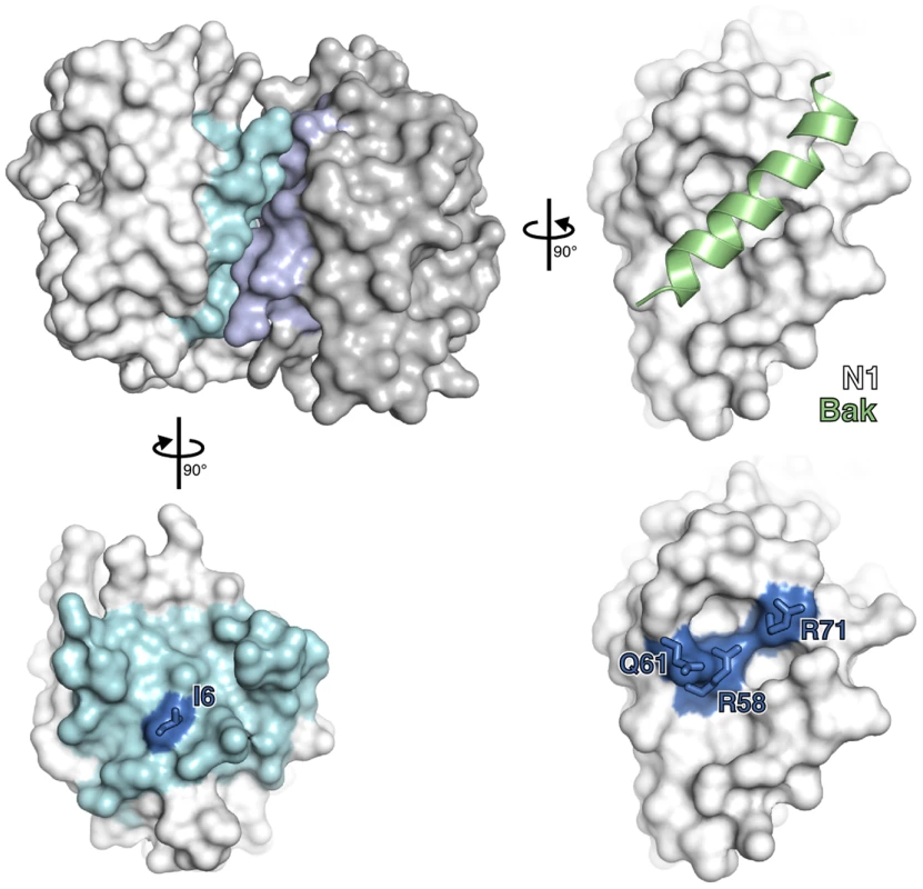 Mutagenesis of vaccinia virus protein N1.