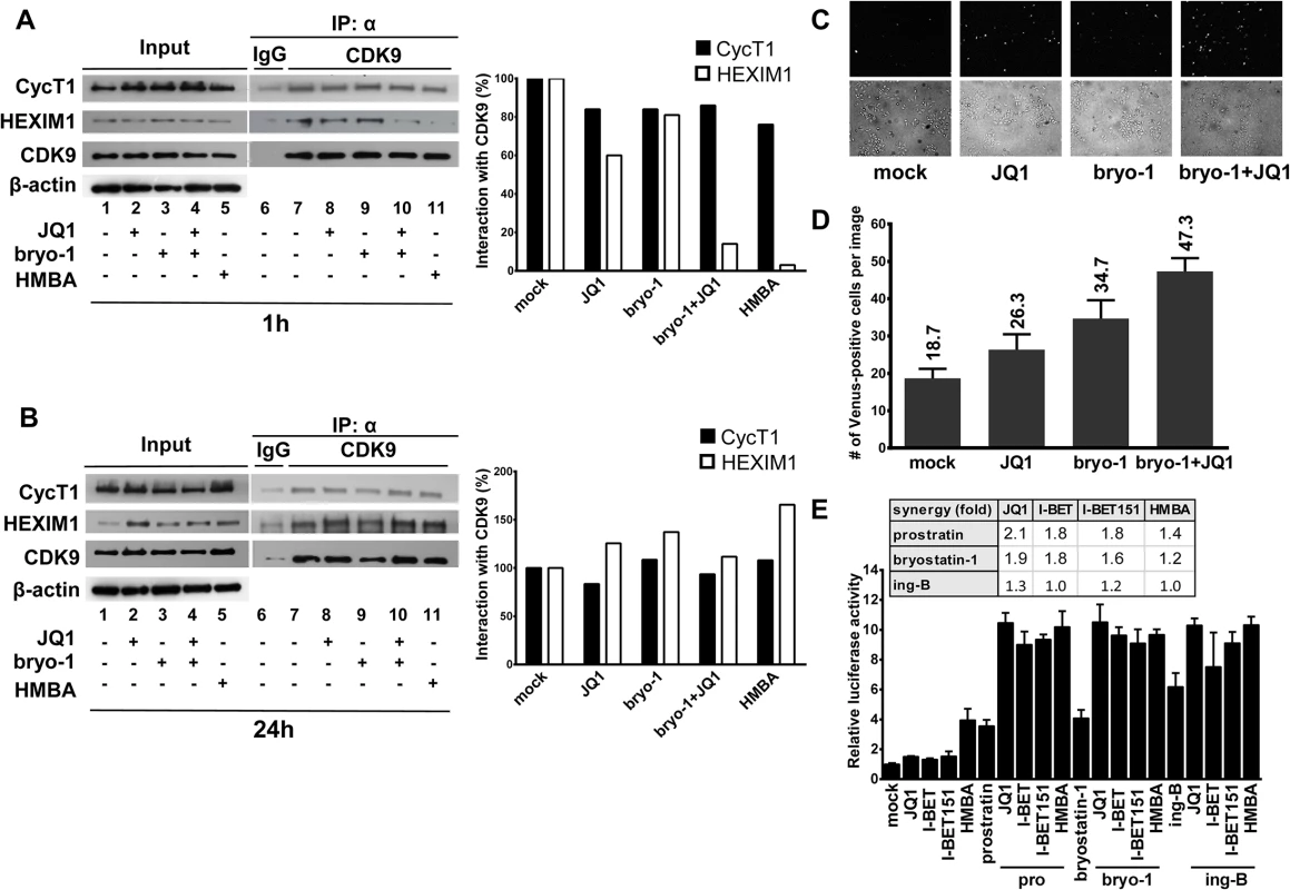 PKC agonists synergize with BETi in releasing active P-TEFb.