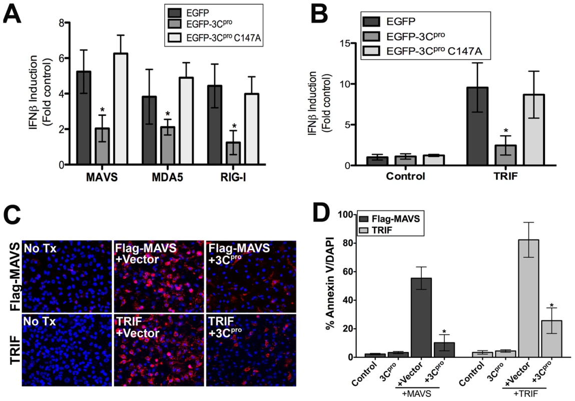 3C<sup>pro</sup> abrogates MAVS and TRIF Type I IFN and apoptotic signaling.
