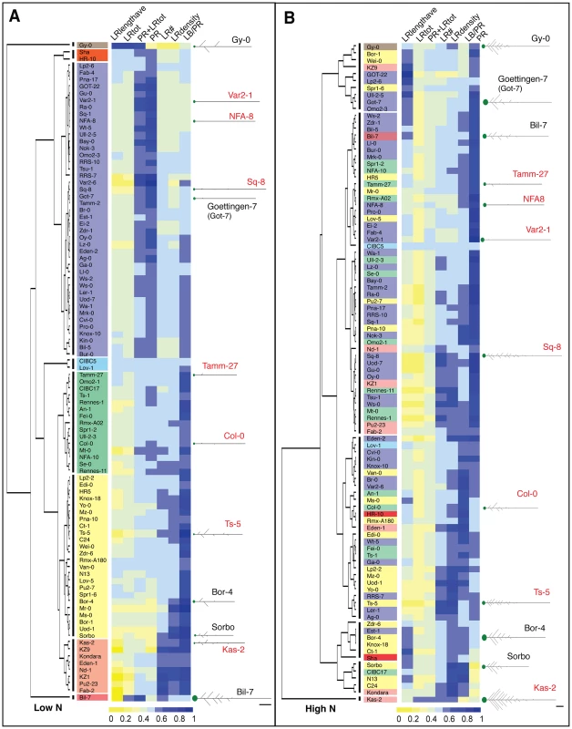 Clustering of 96 accessions grown on high nitrogen and low nitrogen based on root traits.
