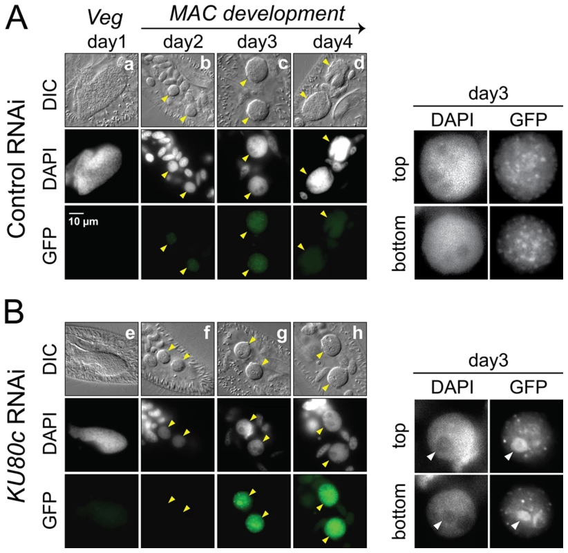 Nuclear accumulation of a Pgm-GFP fusion in Ku80c-depleted cells.