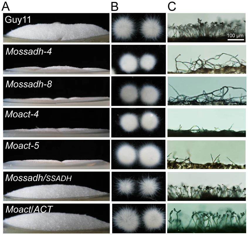 <i>Mossadh</i> and <i>Moact</i> mutants displayed phenotypes similar to the <i>Moap1</i> mutants.