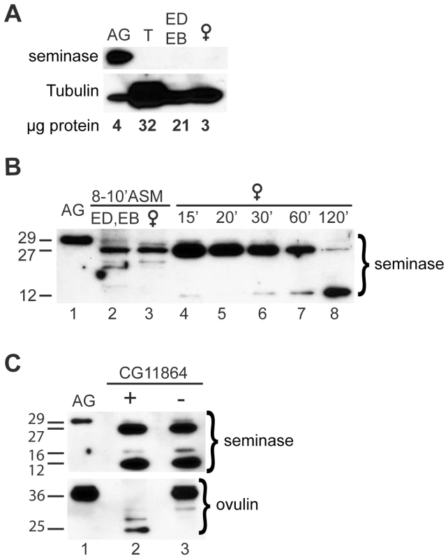 Seminase is produced in the accessory glands and is processed during and after mating.