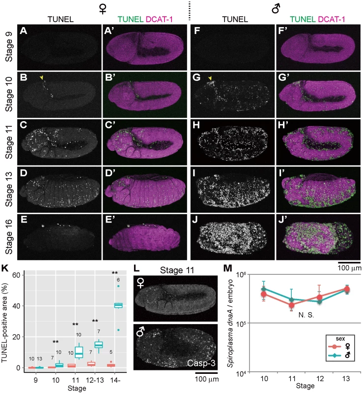 Ectopic cell death in <i>Spiroplasma</i>-infected male embryos of <i>D. melanogaster</i>.