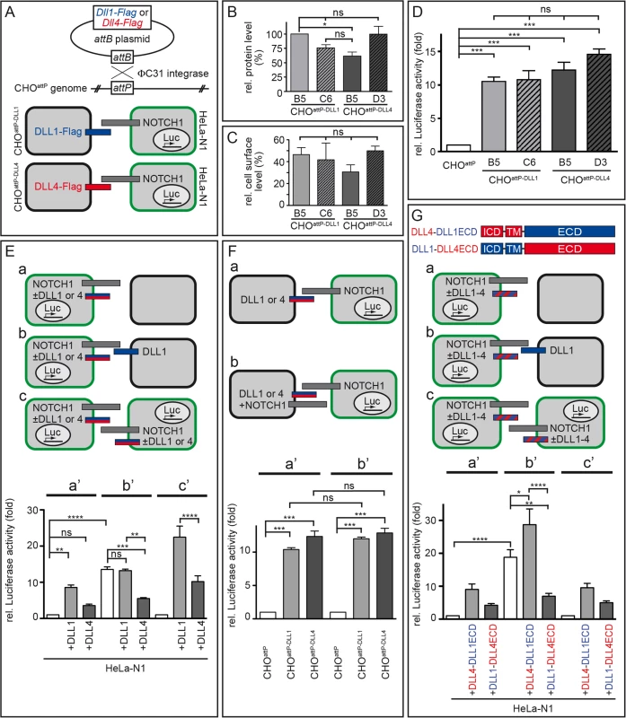 DLL1 and DLL4 <i>trans</i>-activate Notch with similar efficiency, but only DLL4 is an effective <i>cis</i>-inhibitor.