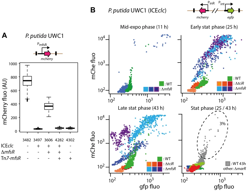 Effect of mutations in the <i>mfsR</i> region on the expression of the P<sub>mfsR</sub>-, P<sub>int</sub>- and P<sub>inR</sub>-promoters of ICE<i>clc</i> in <i>P. putida</i> UWC1.