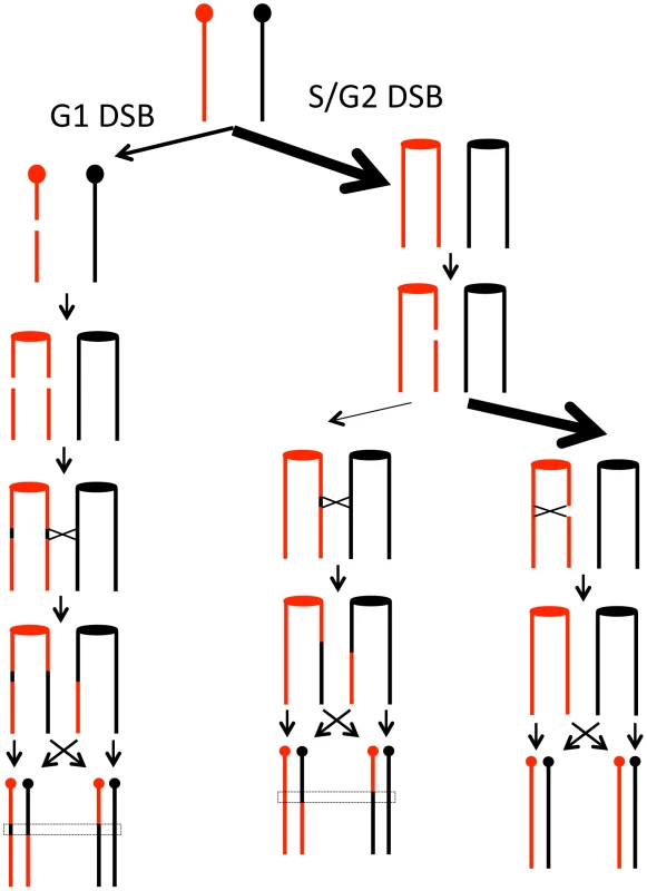 Model for homologous recombination repair choices depending on the timing of the initiating DSB lesion.
