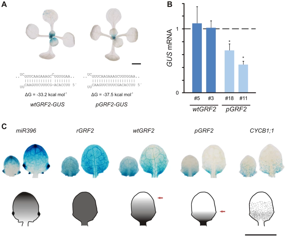 Activity of endogenous miR396 towards different substrates in <i>Arabidopsis thaliana</i>.