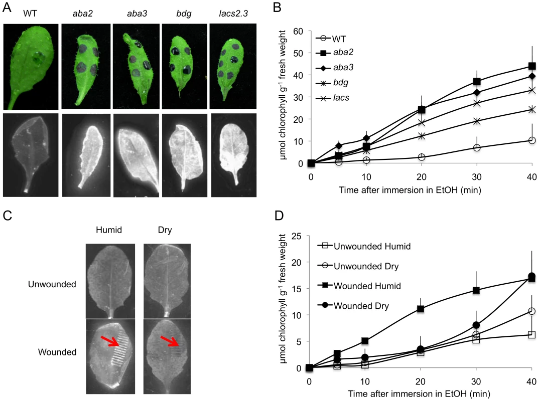 Cuticle permeability is impaired in ABA mutants and after wounding under humid conditions.