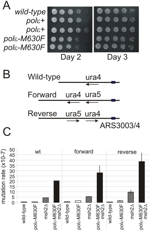 Mutation rate and dNMP incorporation by <i>polε-M630F</i>.