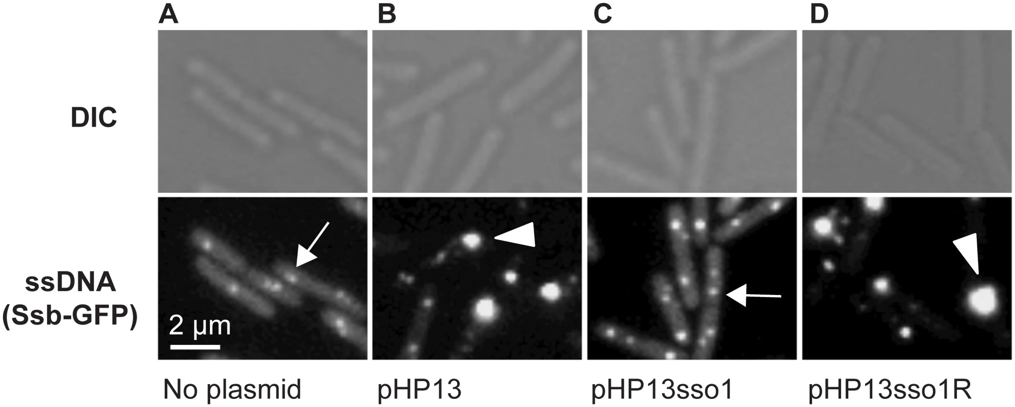 Visualization of Sso function in living cells.
