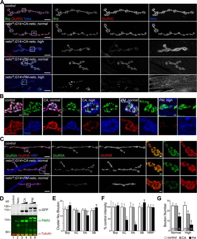 Prodomain processing affects Neto-mediated iGluR clustering.