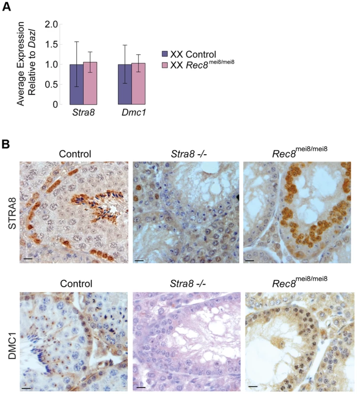 <i>Stra8</i> and <i>Dmc1</i> expression in male and female germ cells is independent of <i>Rec8</i>.