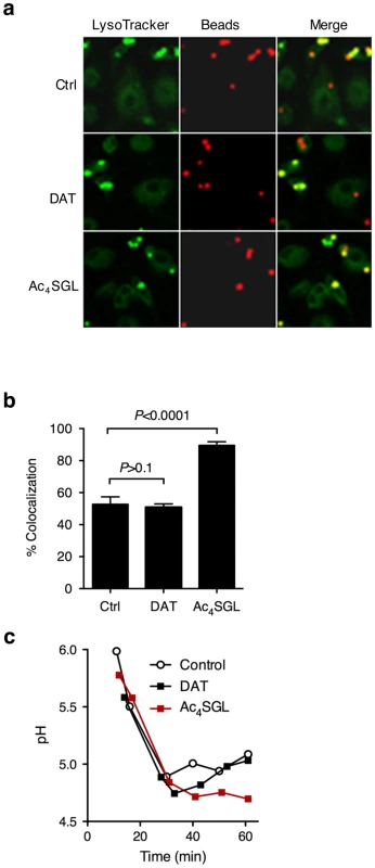 Effect of purified DAT and Ac<sub>4</sub>SGL on intracellular trafficking of silica beads in human macrophages.