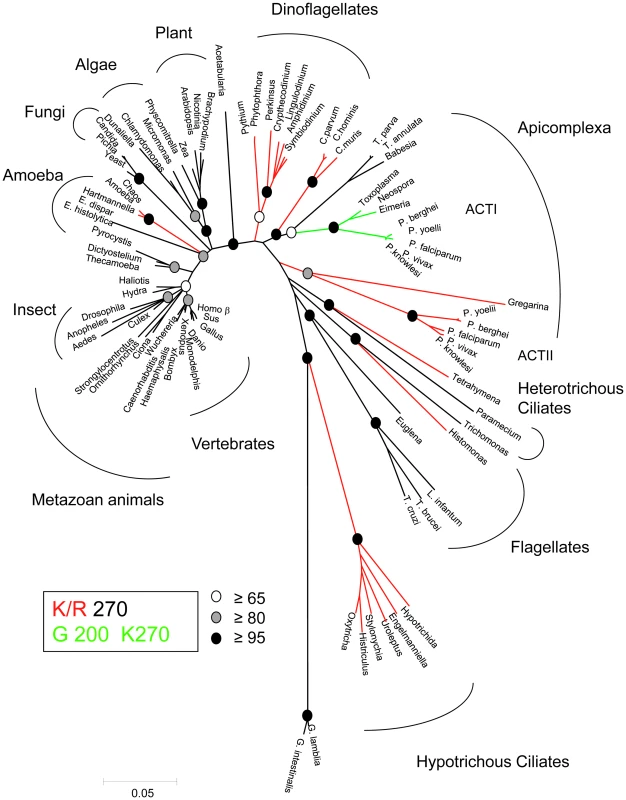 Phylogenetic tree highlighting the diversity of actins.